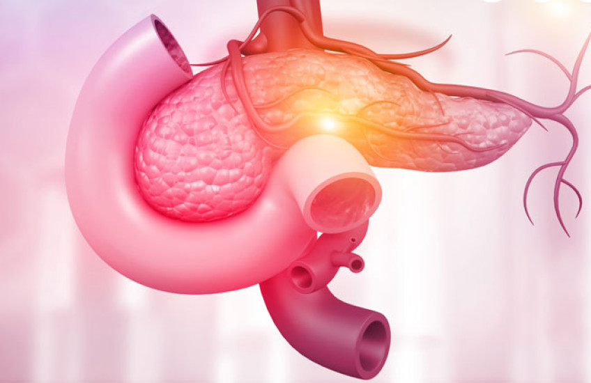 Illustration in pink of the anatomy of the pancreas 