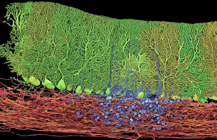 Red, green, and blue neurons connected to each other
