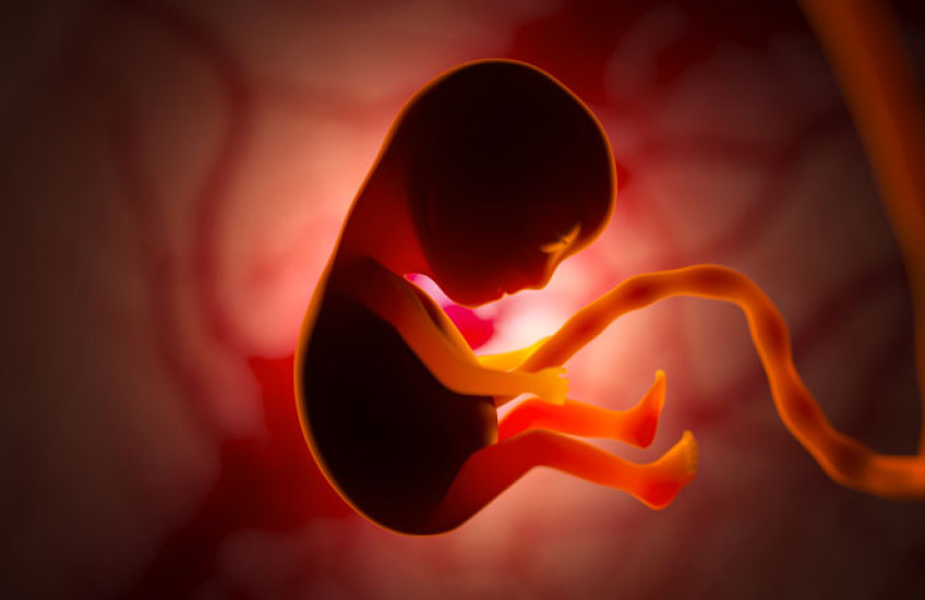 Illustration of a fetus in the womb attached by umbilical cord