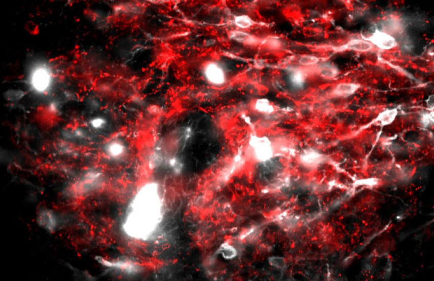 Sparse white spots on a background of red