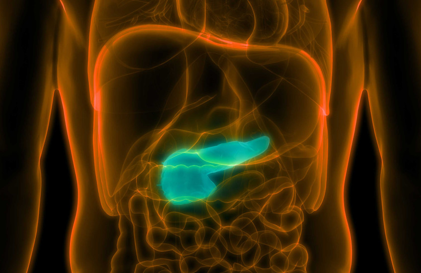 Artist's depiction of a pancreas inside a body 