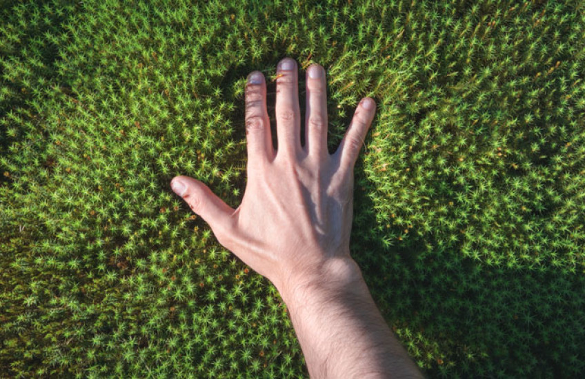 Photo of a hand touching a bed of green moss 