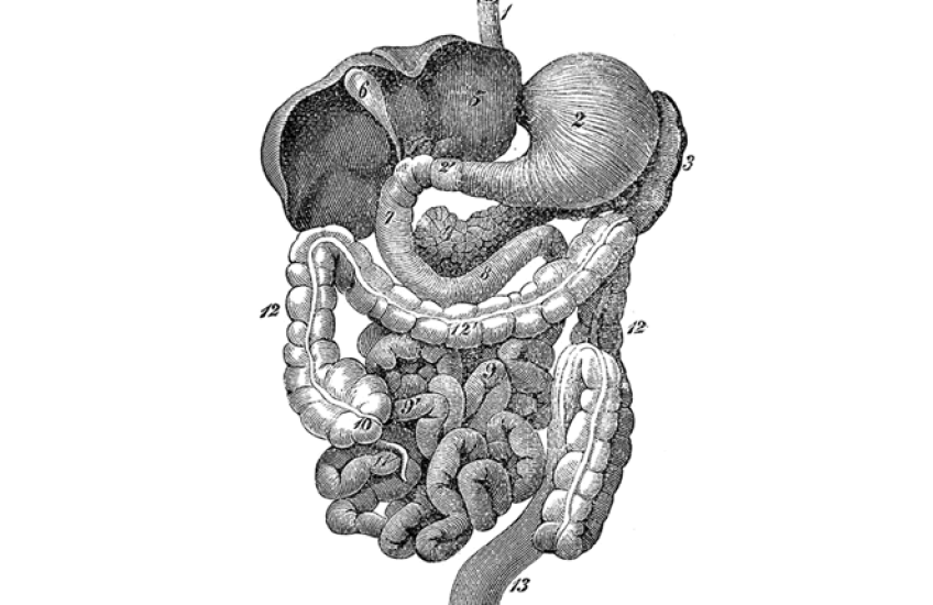 Looping slideshow of illustrated intestines, heart, kidneys, lungs, brain, and muscles