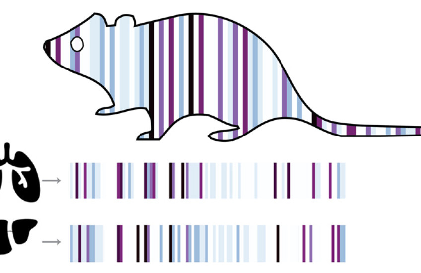 Illustration of a mouse, lungs and liver with barcode decorations
