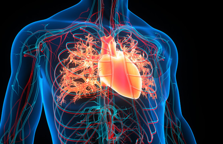 Illustration of human body with visible organs inside chest cavity; blue on black background