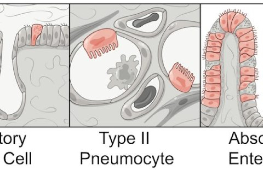 Three illustrations of cell types, labeled secretory goblet cell, type II pneumocyte and absorptive enterocyte