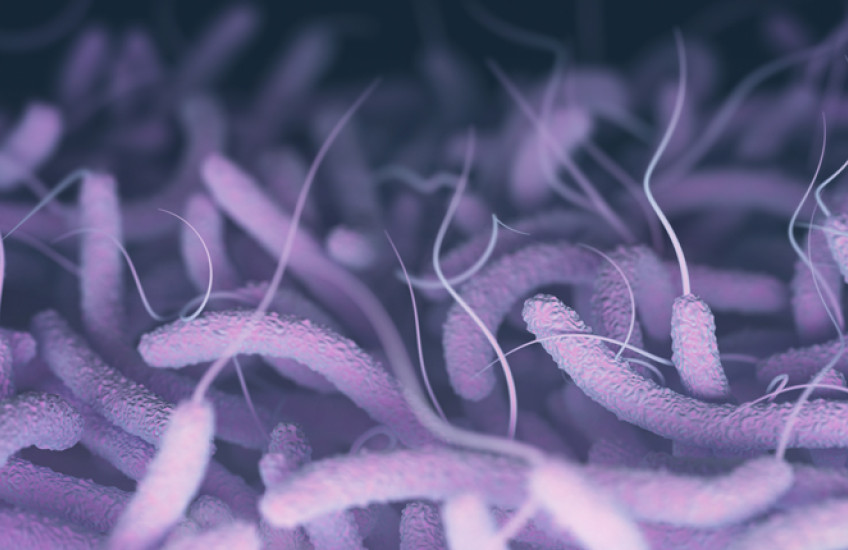 A stock photo of microorganisms.