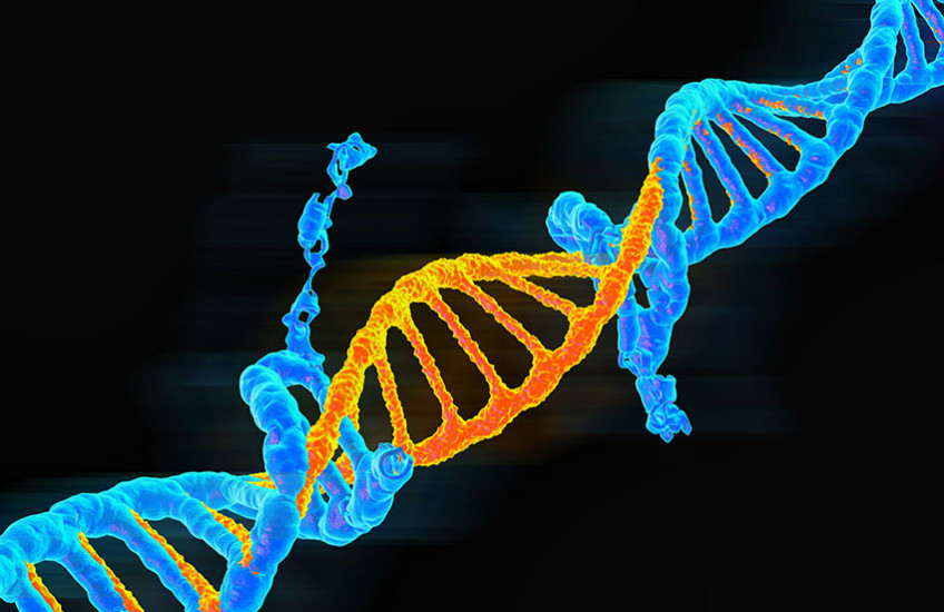 DNA double helix
