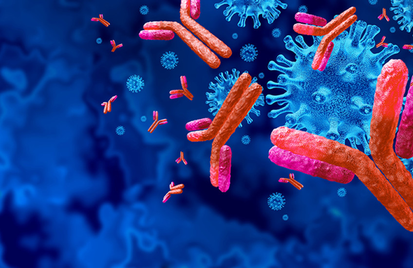 Illustration shows Y-shaped antibodies in bright red clustering around a knobby viral particle in blue