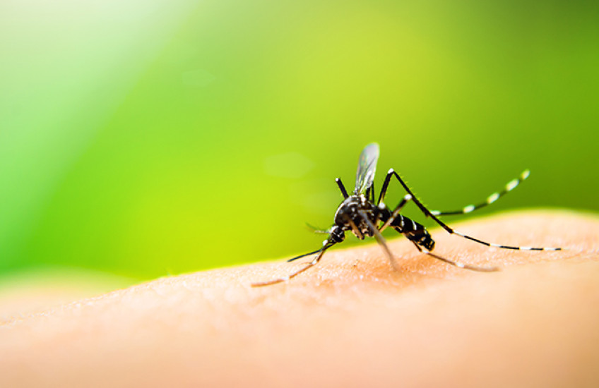 Mosquito perches on a white person's hand against a green background