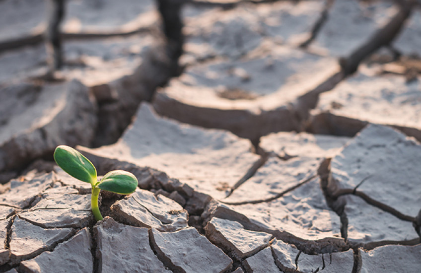 A small green shoot appears amid drought-cracked earth