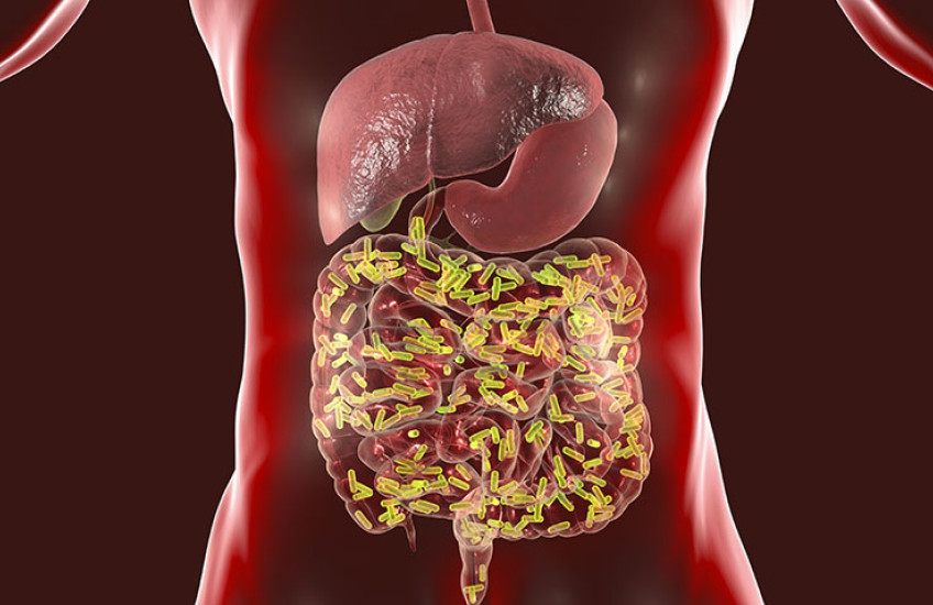A stock illustration of a gut and organs.