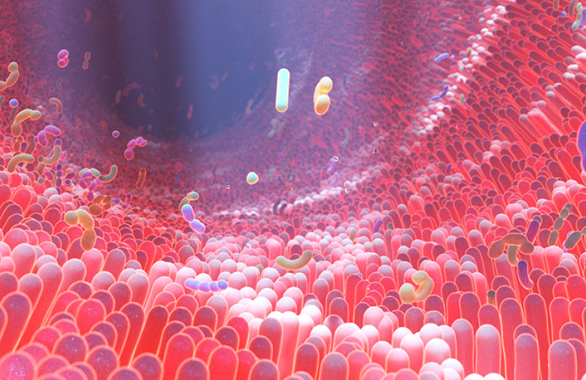 gut microbes close-up