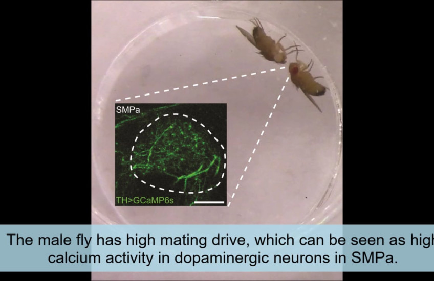 Male fruit flies with high levels of dopamine in P1 neurons readily court female flies, but males whose dopamine has dropped after a few matings lose interest. Video: Stephen Zhang