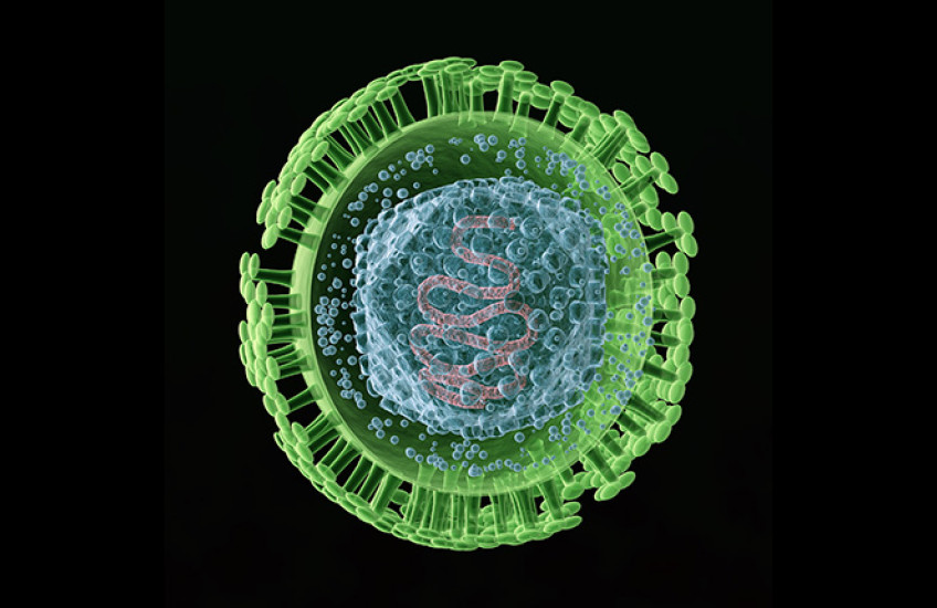 microscopy image of herpes simplex virus