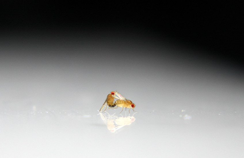 Two fruit flies mate against a white and black background