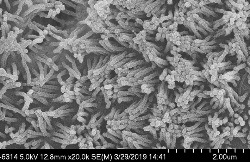 Black and white microscope image shows dozens or hundreds of tube-like projections aligned in different directions