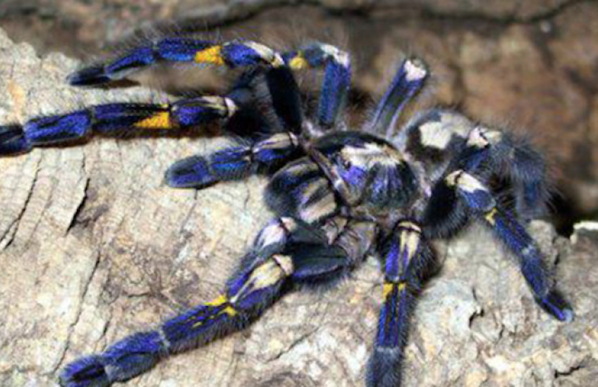 Lessons from a Tarantula