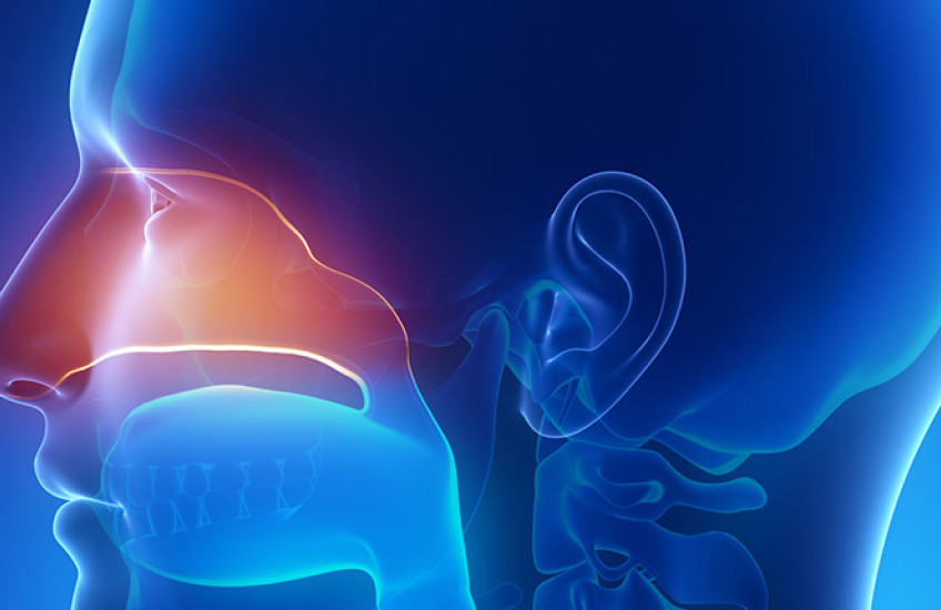 sinuses