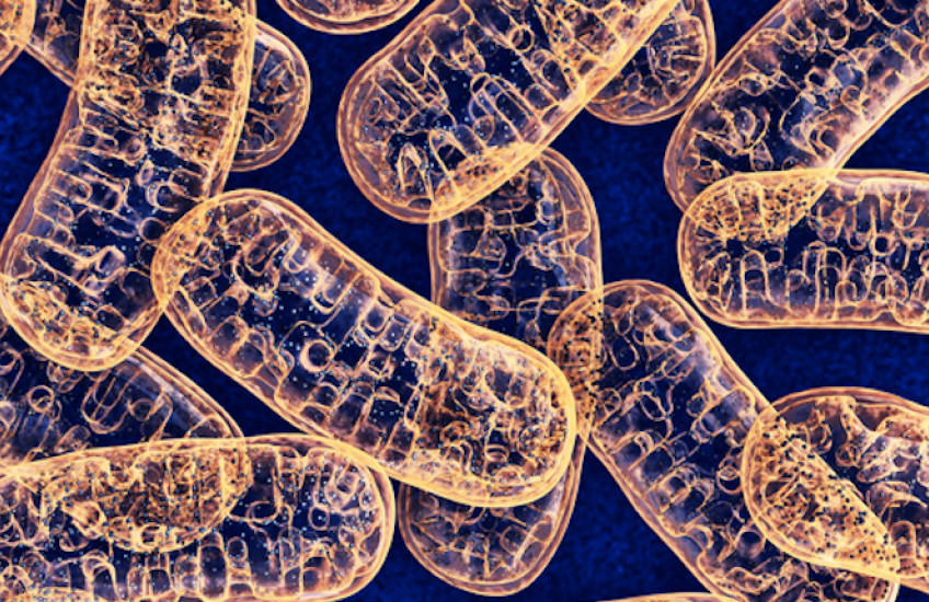 Marked for Destruction