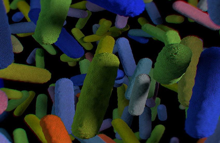 gut microbiome