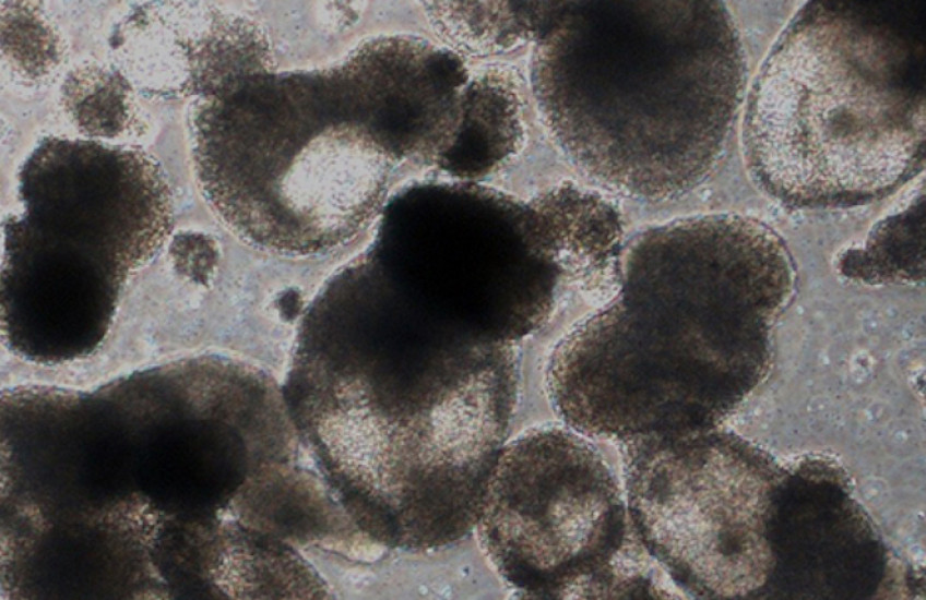 HMS researchers have made a mix of blood progenitor cells, shown here, and blood stem cells.