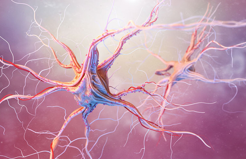 Nerve cell