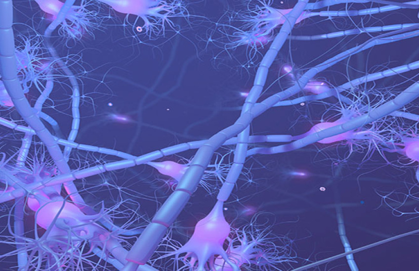 neurons