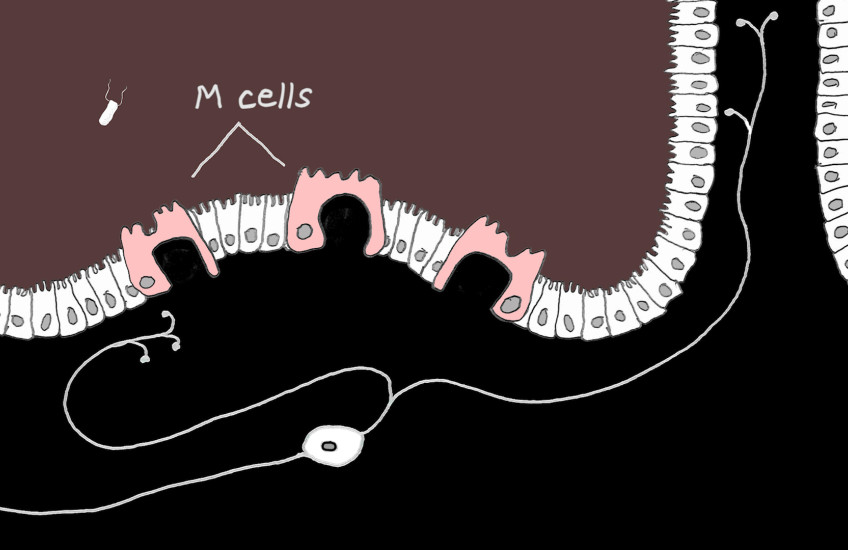 illustration of intestine and gut neuron