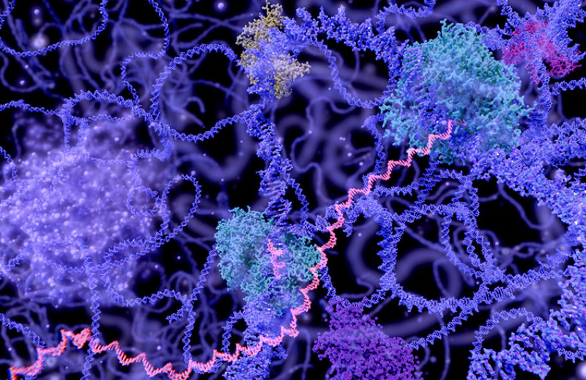 Gauging RNA velocity could give scientists insight into how cells make decisions. Image: iStock