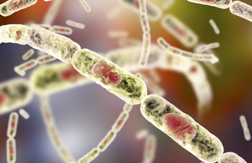 How Dormant Bacteria Return to Life | Harvard Medical School