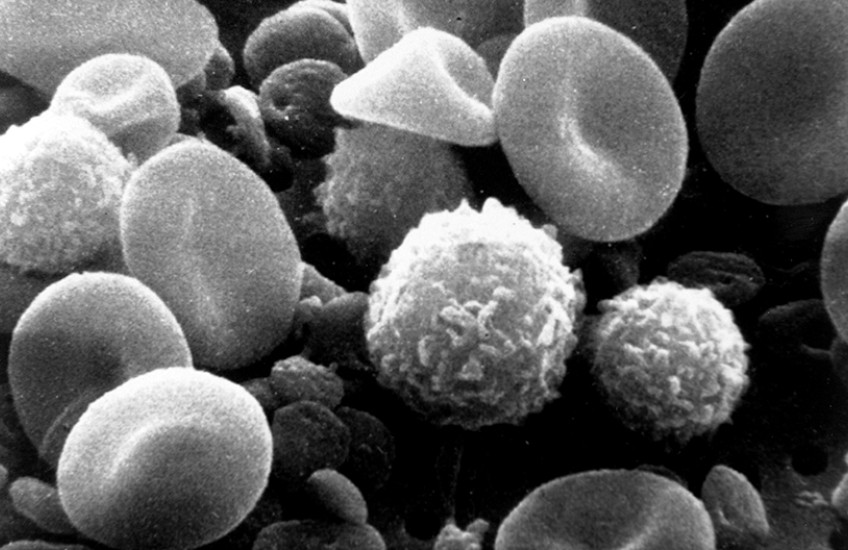 white blood cells