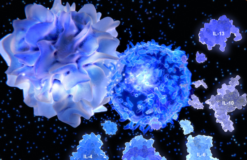 Activated T helper cell segregates the cytokines IL-4, IL-5, IL-6, IL-9, IL-10 and IL-13