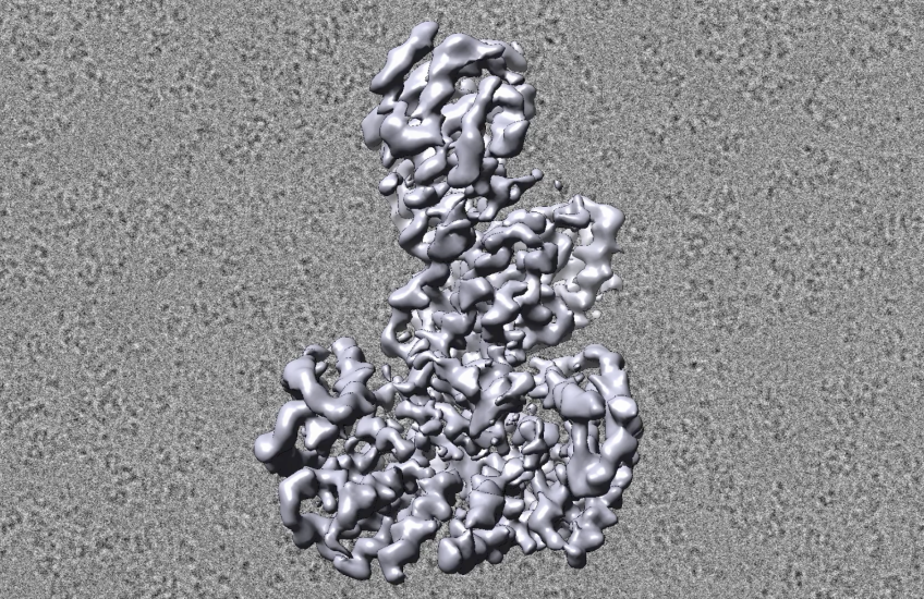 An illustration of B-Raf's structure rotates in front of a cryo-EM field of the proteins