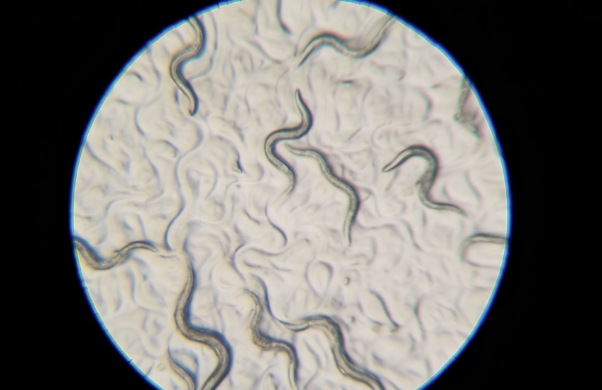View through a microscope eyepiece shows worms squiggling across a petri dish