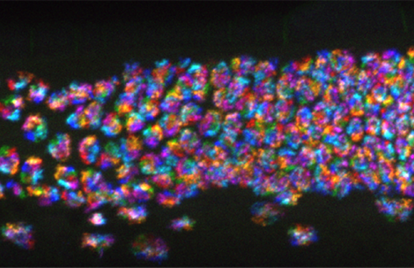 Chromosomes appear as dozens of rainbow clusters in a long, narrow, transparent worm