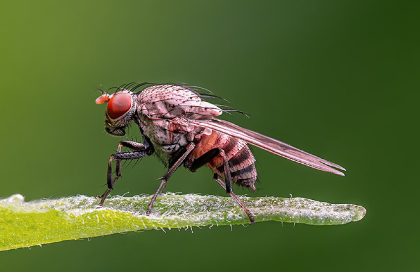 close-up photo of a fruit fly perched on a dewy leaf