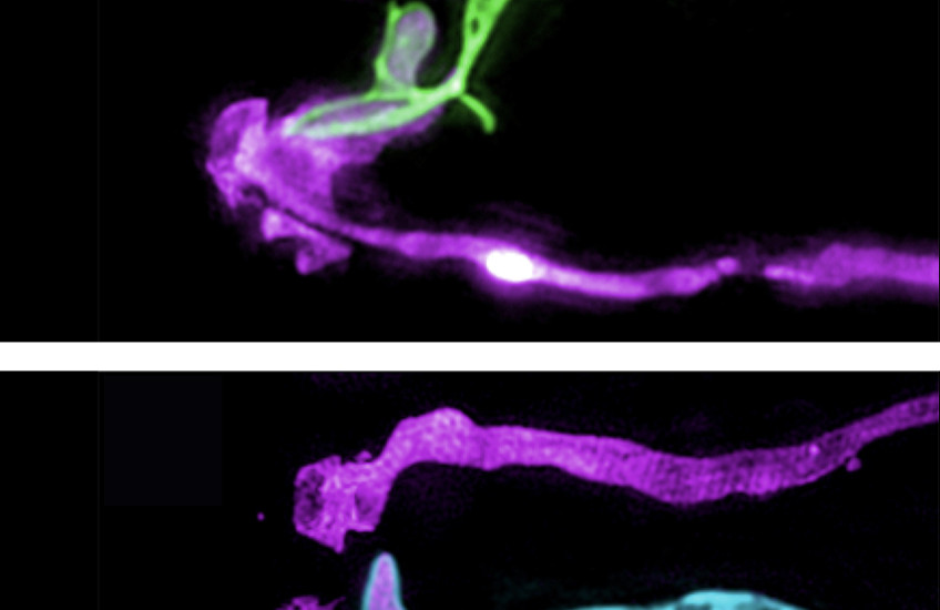 Two microscopy images show long glia in purple with long green neuron (top) and long blue neuron (bottom) overlapping