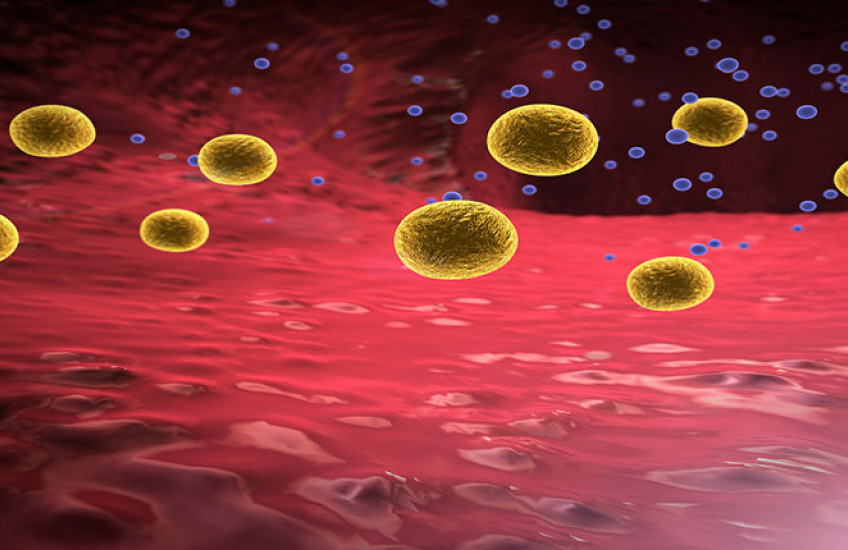 fat cells in stomach