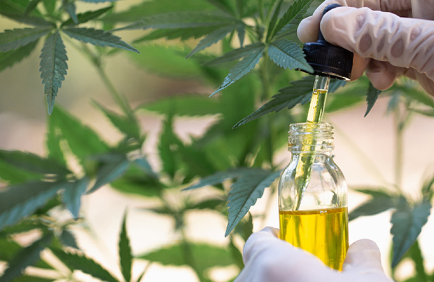 cannabinoid oil