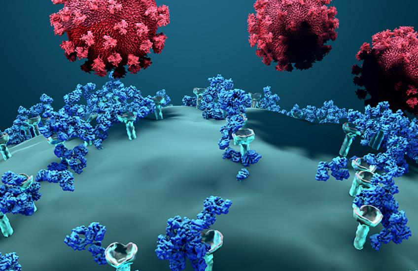 Antibodies and SARS-CoV-2 virus