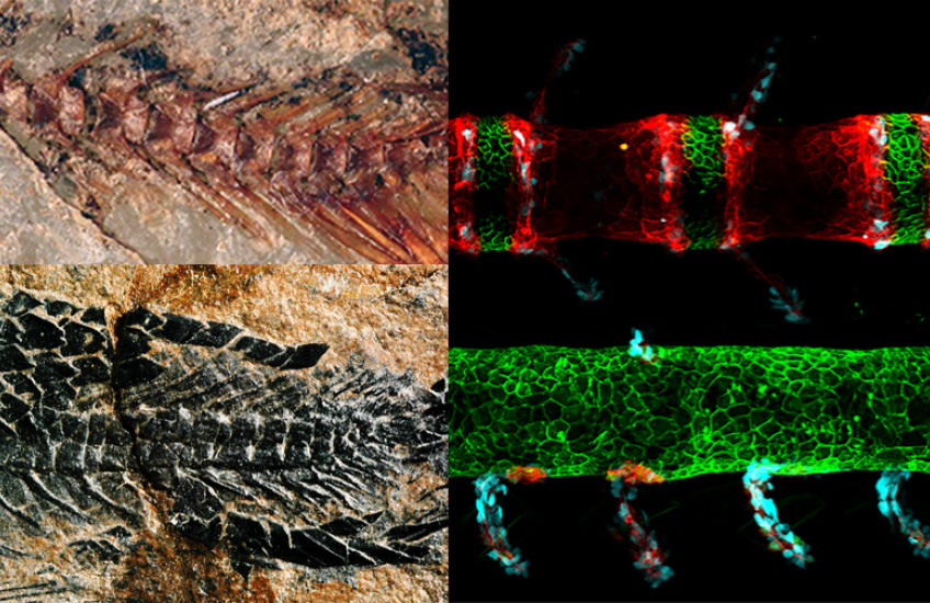 Two fossil fish spines next to two micrographs of contemporary fish spines. Those on top show normal shapes. Those on bottom are abnormal.