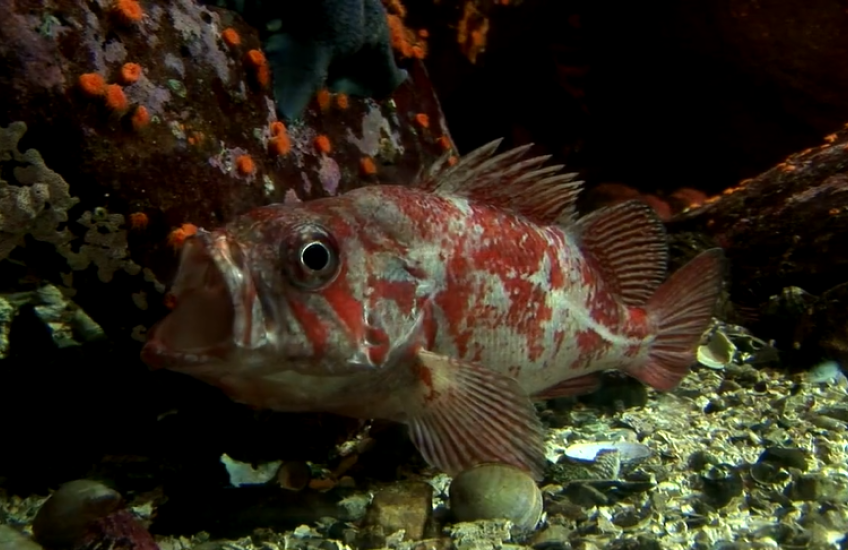 red and white fish with open mouth in a fish tank