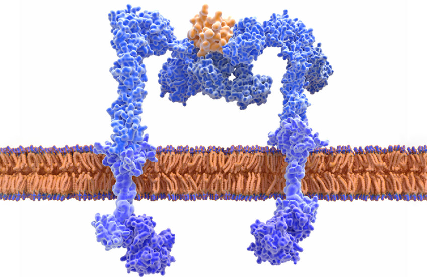 insulin receptor