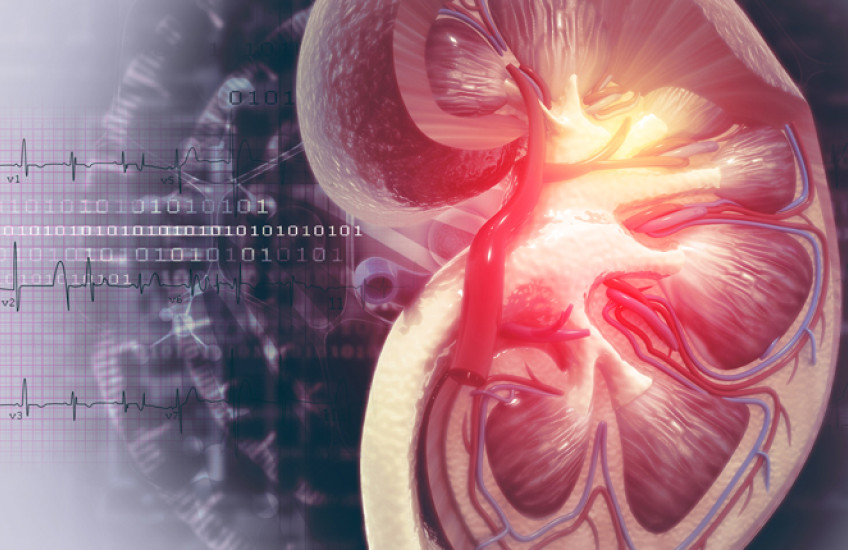 cross-section of kidney