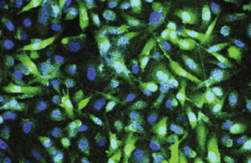 Cells and nuclei glow blue and green