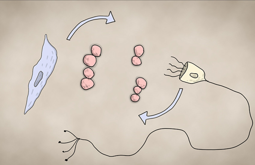 illustration of a nerve cell, a macrophage, and bacteria