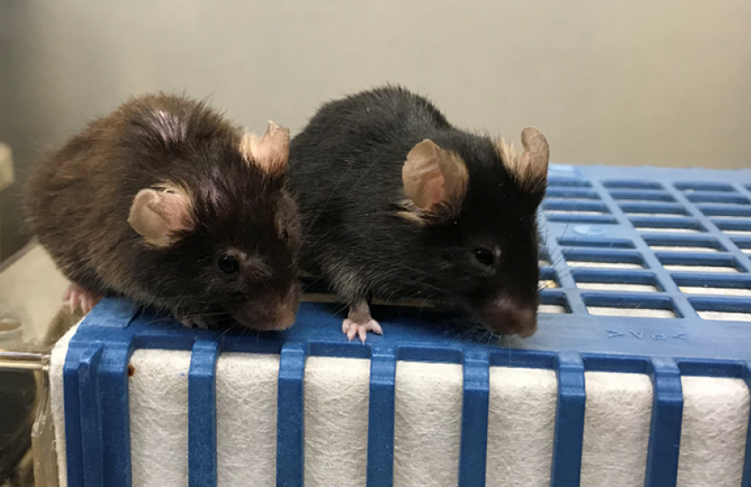 Two mice sit atop a cage, one with lighter and patchier hair