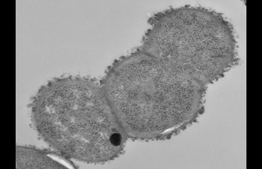 R. gnavus bacteria in three connected round segments, gray against a lighter gray background