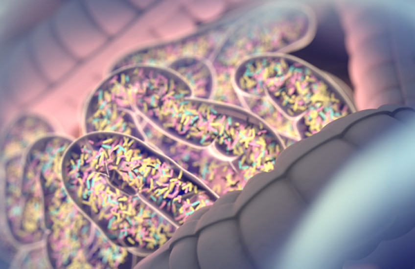 colorful digital illustration of bacteria in the gut